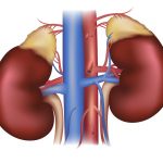 Clinical Trials for Diabeties